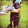 Patrovite participe au concours pour gagner de l'argent avec cette photo : dog, black_dog, bunny_ears, grass, outdoor, animal, pet, wrapper, chocolate, playful, cute, sitting, ears, canine, nature, field, sunlight, mischievous, adorable, holiday_costume