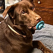 Dazee Mae joined the competition — help win amazing prizes! animal, blanket, brown_fur, canine, chewing, chocolate_labrador, collar, cute, dog, domestic_animal, fur, indoor, labrador, lying_down, mammal, pacifier, paw, pet, relaxed, toy