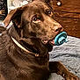 animal, blanket, brown_fur, canine, chewing, chocolate_labrador, collar, cute, dog, domestic_animal, fur, indoor, labrador, lying_down, mammal, pacifier, paw, pet, relaxed, toy