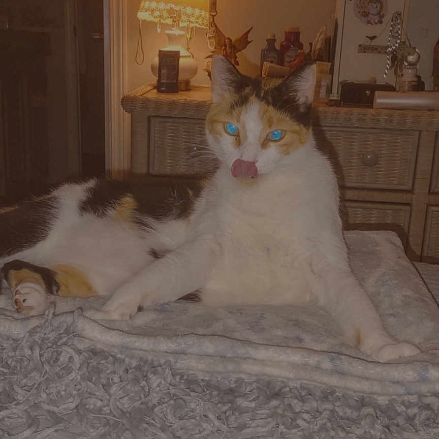 Peanut joined the competition — help win amazing prizes! abyssinian, animal, architecture, bed, bedroom, book, cat, closet, cupboard, face, furniture, head, indoors, interiordesign, lamp, person, pet, publication, room, tablelamp