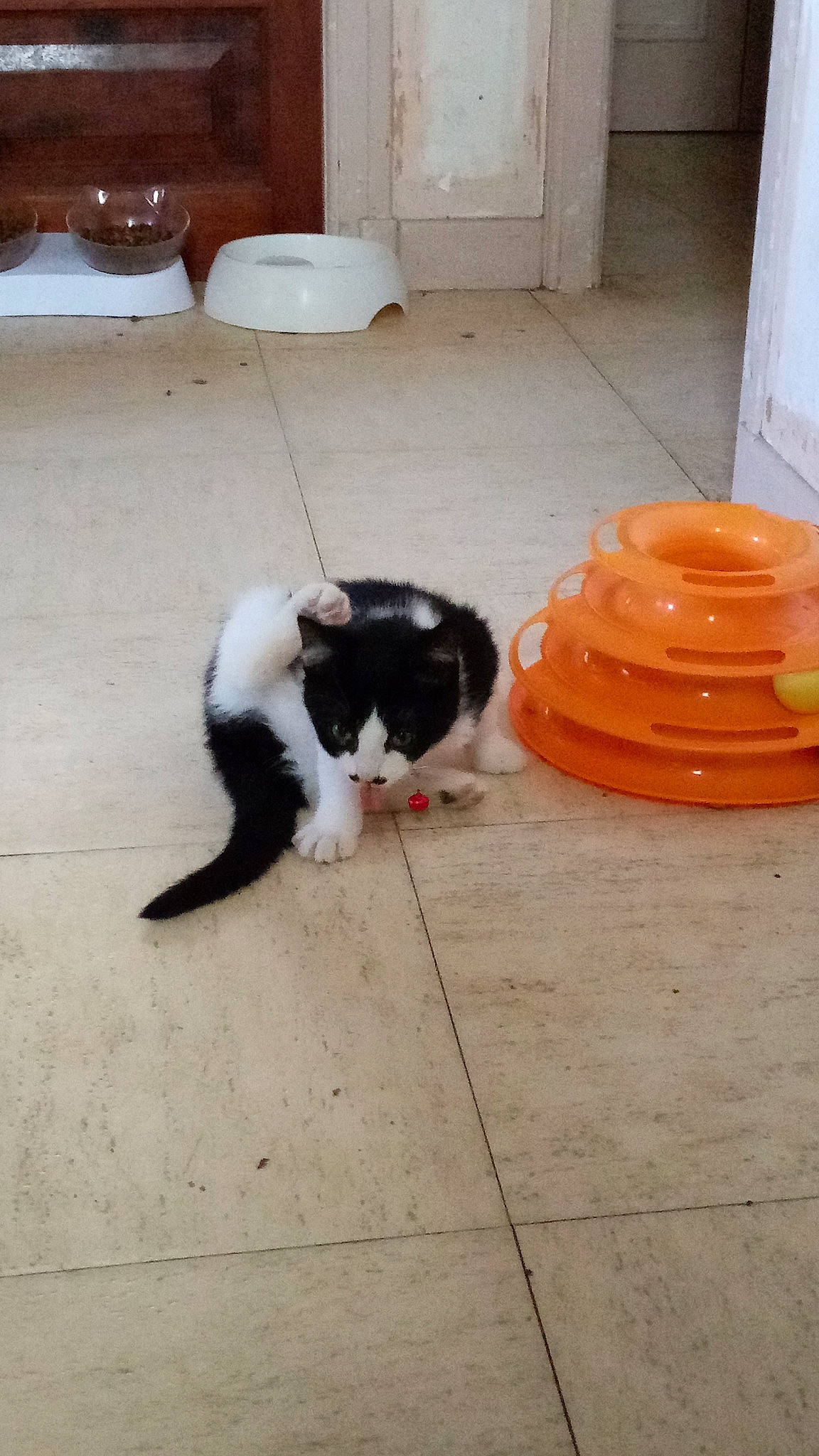 Shaplyne participe au concours pour gagner de l'argent avec cette photo : automotive_tire, canidae, carnivore, cat, comfort, dog_breed, domestic_short_haired_cat, door, felidae, floor, flooring, fur, gas, hardwood, small_to_medium_sized_cats, sporting_group, tail, whiskers, wood, wood_stain