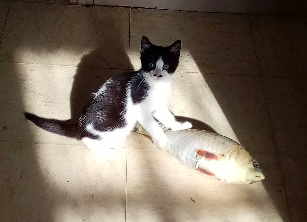 Shaplyne participe au concours pour gagner de l'argent avec cette photo : art, carmine, carnivore, cat, domestic_short_haired_cat, eye, felidae, fin, fish, floor, flooring, foot, fur, human_leg, paw, small_to_medium_sized_cats, snout, tail, whiskers, wood