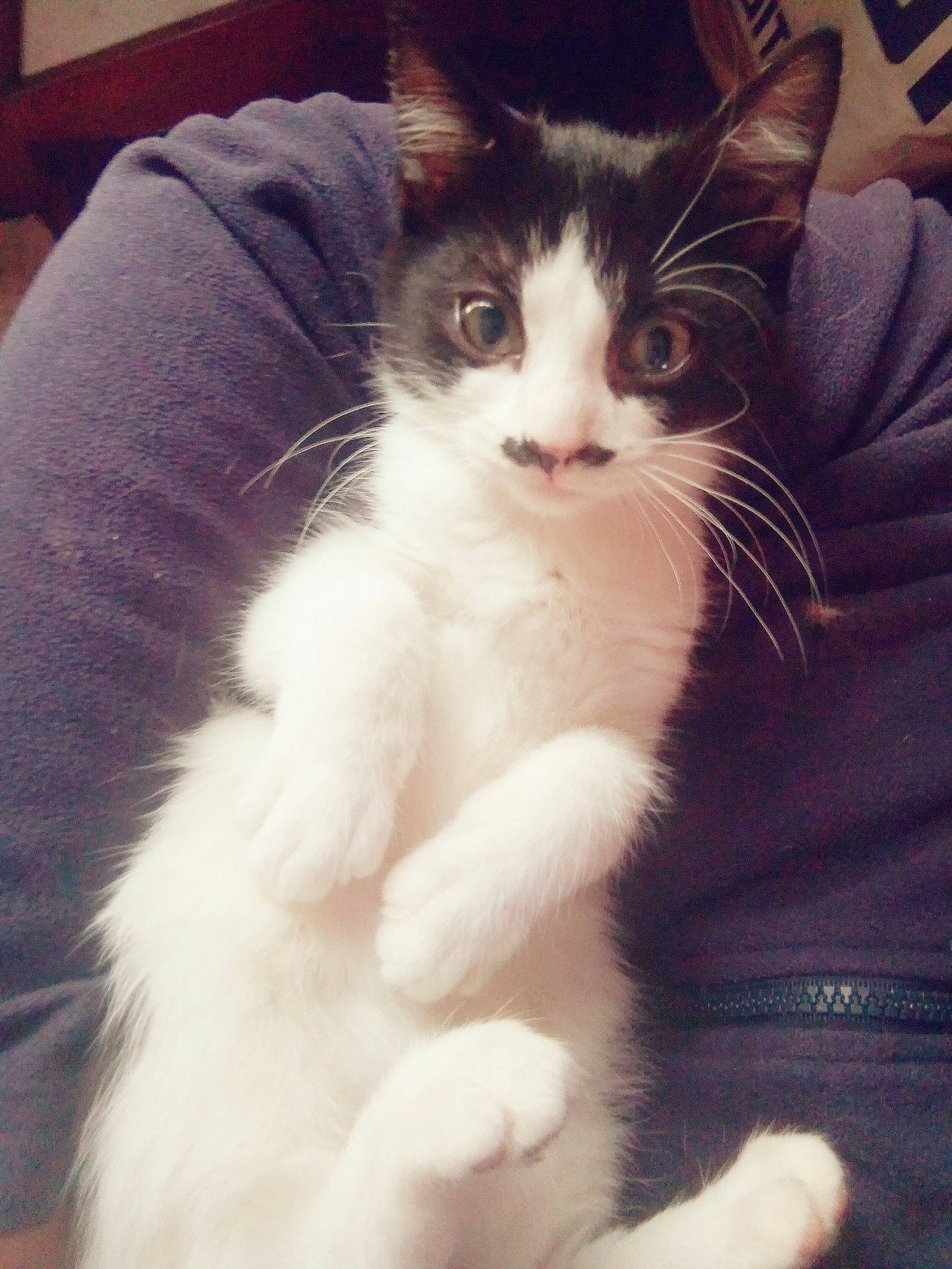 Shaplyne participe au concours pour gagner de l'argent avec cette photo : carnivore, cat, claw, comfort, domestic_short_haired_cat, felidae, foot, fur, human_leg, iris, lap, leg, meteorological_phenomenon, nose, paw, sitting, small_to_medium_sized_cats, snout, tail, whiskers