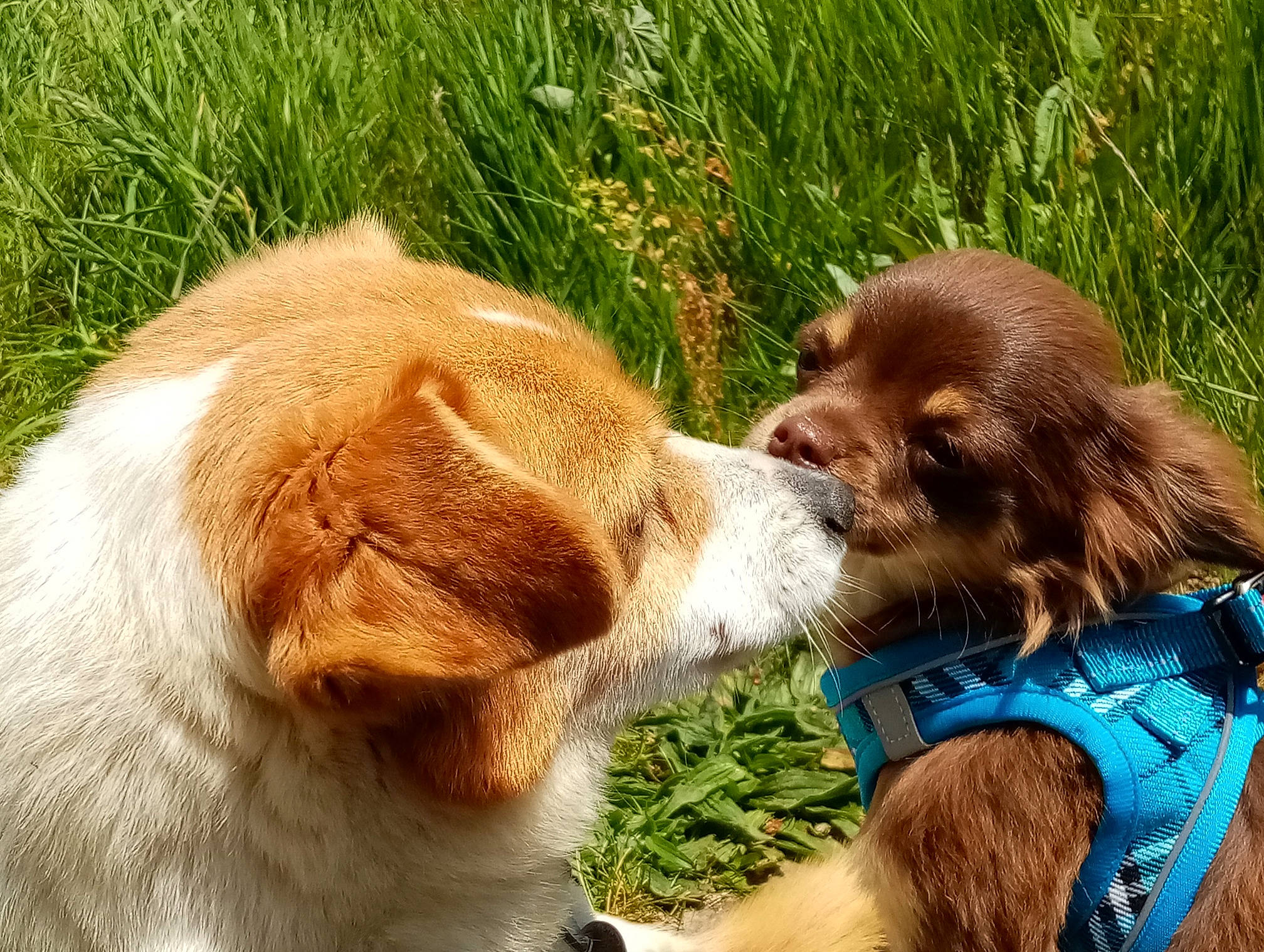 Tymon participe au concours pour gagner de l'argent avec cette photo : canidae, carnivore, collar, companion_dog, dog, dog_breed, fawn, fur, grass, gun_dog, liver, plant, pointing_breed, puppy_love, retriever, snout, spaniel, sporting_group, whiskers, working_animal
