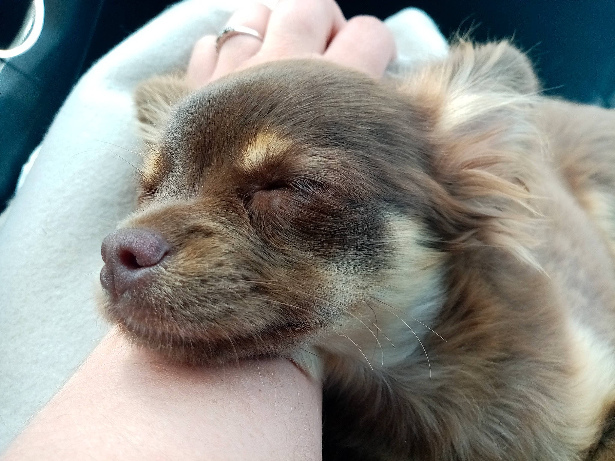 Tymon a rejoint le concours — aidez-le/la à gagner de superbes lots ! canidae, carnivore, claw, companion_dog, dog, dog_breed, felidae, fur, liver, paw, puppy_love, retriever, silken_windhound, spaniel, sporting_group, street_dog, terrestrial_animal, toy_dog, whiskers, working_animal