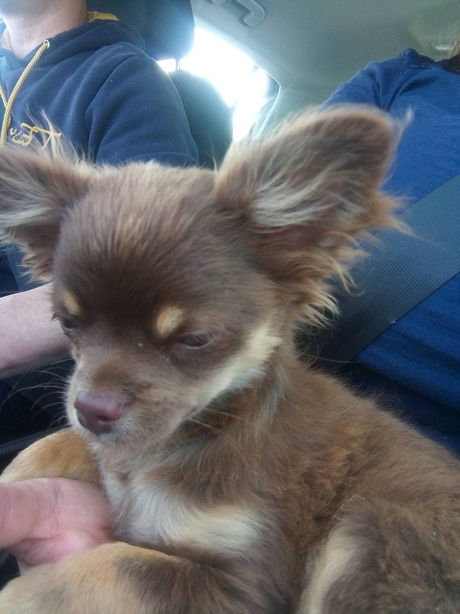 Tymon participe au concours pour gagner de l'argent avec cette photo : canidae, carnivore, chihuahua, companion_dog, corgi_chihuahua, dog, dog_breed, dog_supply, ear, fawn, fur, puppy, russkiy_toy, snout, sporting_group, terrestrial_animal, toy_dog, whiskers, wildlife, working_animal