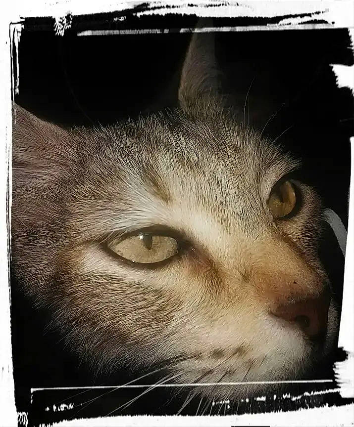 Polka a rejoint le concours — aidez-le/la à gagner de superbes lots ! art, carnivore, cat, domestic_short_haired_cat, eyelash, felidae, font, fur, photo_caption, rectangle, small_to_medium_sized_cats, snout, square, still_life_photography, stock_photography, visual_arts, whiskers