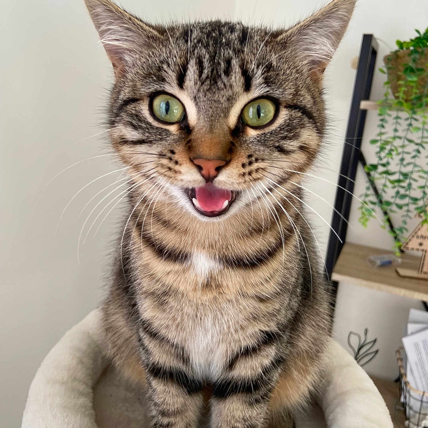 Mimi