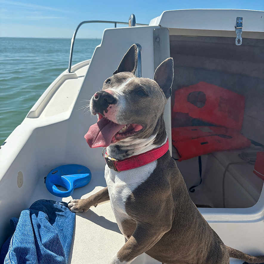 Naïka participe au concours pour gagner de l'argent avec cette photo : animal, boat, bostonbull, bulldog, canine, clothing, dog, footwear, hound, jeans, nature, outdoors, pants, pet, pitbull, sea, transportation, vehicle, water, watercraft