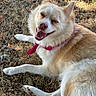 dog, pet, canine, fluffy, cream_fur, white_fur, pink_bandana, smiling, winking, open_mouth, teeth, outdoor, grass, autumn, fallen_leaves, sunlight, lying_down, close_up, happy, portrait