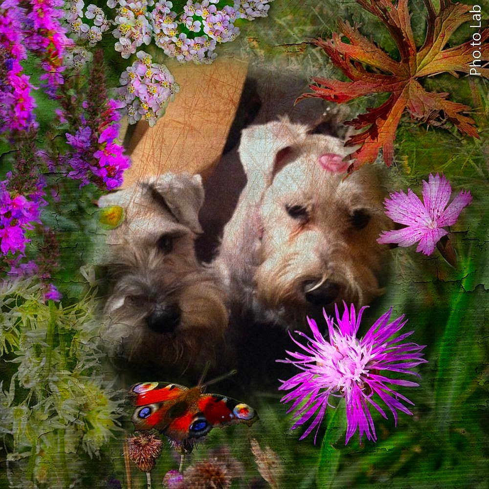 Precious Princess is registered to the contest to win money with this photo: cairn_terrier, canidae, carnivore, dog, dog_breed, flower, irish_soft_coated_wheaten_terrier, irish_terrier, mammal, miniature_schnauzer, plant, puppy, rare_breed_dog, small_terrier, sporting_group, sporting_lucas_terrier, terrier, west_highland_white_terrier, wildflower, wire_hair_fox_terrier