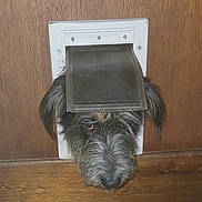 Sheila joined the competition — help win amazing prizes! dog, pet_door, wooden_door, snout, furry, close_up, peeking, nose, whiskers, curious, head, indoor, home_interior, wood_floor, flap, brown_fur, black_fur, muzzle, stuck, adorable