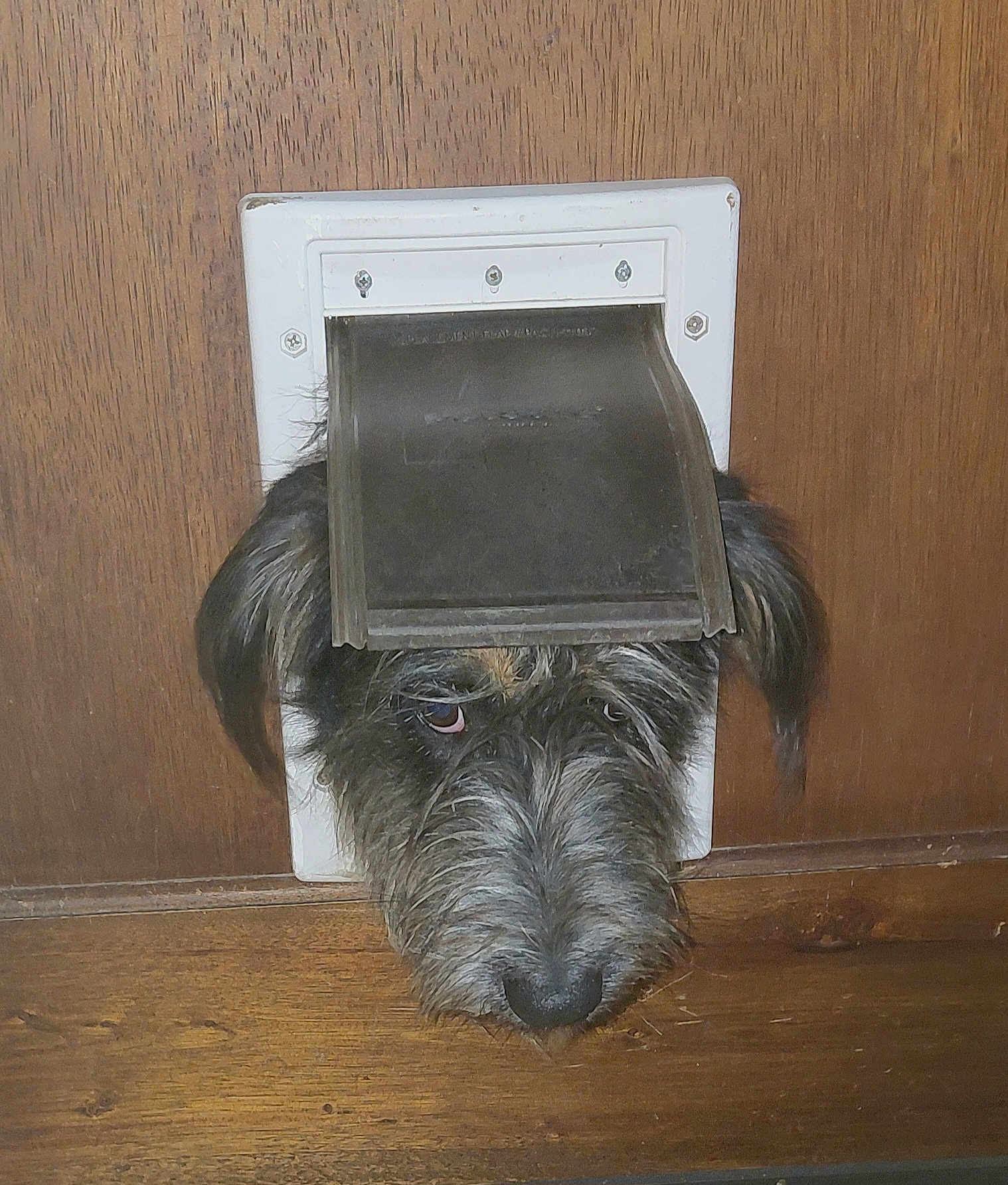 Sheila joined the competition — help win amazing prizes! dog, pet_door, wooden_door, snout, furry, close_up, peeking, nose, whiskers, curious, head, indoor, home_interior, wood_floor, flap, brown_fur, black_fur, muzzle, stuck, adorable