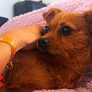 Laïka participe au concours pour gagner de l'argent avec cette photo : animal, blanket, bracelet, brown_fur, closeup, comfort, companion, cozy, cute, dog, fur, human_arm, indoors, pet, pink_blanket, relaxation, resting, sleepy, snuggle, soft_texture