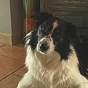 Oggy participe au concours pour gagner de l'argent avec cette photo : animal, appliance, black_and_white, border_collie, cozy, curious, dog, domestic_animal, ears, floor, fur, home, indoor, looking, lying_down, pet, plant, snout, tile, whiskers