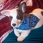 Zero joined the competition — help win amazing prizes! puppy, dog, bandana, blue, blanket, maroon, cream, fur, pet, cute, lying_down, animal, indoors, cozy, ears, face, snout, bed, resting, young