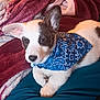 puppy, dog, bandana, blue, blanket, maroon, cream, fur, pet, cute, lying_down, animal, indoors, cozy, ears, face, snout, bed, resting, young