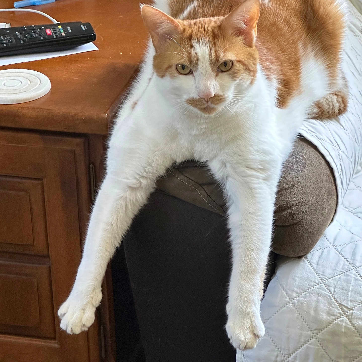 Toby is registered to the contest to win money with this photo: animal, architecture, building, cat, chair, couch, cushion, electronics, furniture, hardwood, homedecor, indoors, livingroom, manx, pen, pet, remotecontrol, room, table, wood