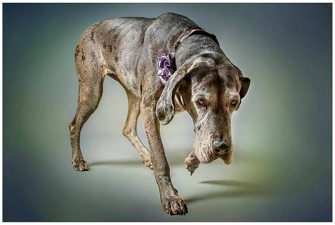 Lola a rejoint le concours — aidez-le/la à gagner de superbes lots ! art, biting, canidae, carnivore, collar, dog, dog_breed, dog_collar, dog_supply, fawn, gun_dog, hunting_dog, liver, non_sporting_group, pet_supply, snout, sporting_group, working_animal