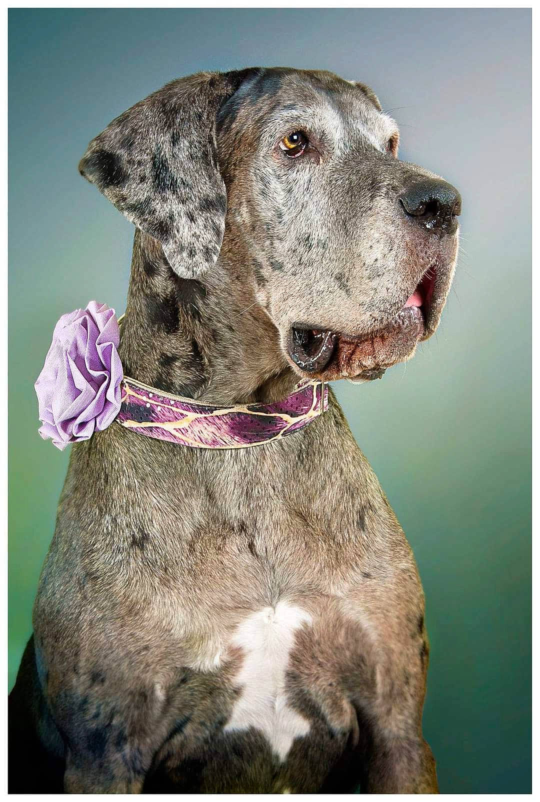Lola participe au concours pour gagner de l'argent avec cette photo : beauty, canidae, carnivore, collar, companion_dog, dog, dog_breed, dog_collar, dog_supply, fawn, fur, gun_dog, liver, pet_supply, rectangle, snout, sporting_group, whiskers, working_animal, working_dog