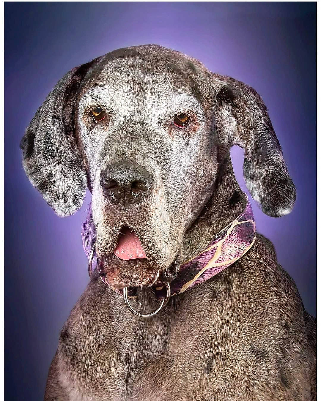 Lola participe au concours pour gagner de l'argent avec cette photo : carnivore, collar, dog, dog_breed, dog_collar, electric_blue, fawn, fur, gun_dog, liver, pet_supply, snout, sporting_group, whiskers, working_animal, working_dog