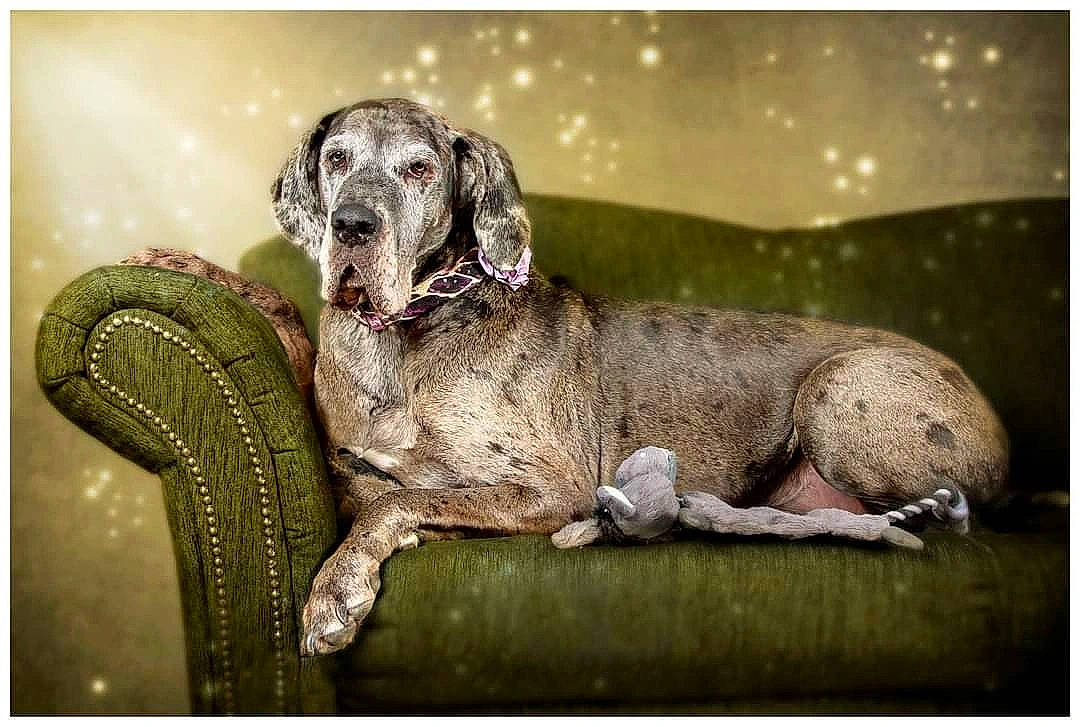 Lola participe au concours pour gagner de l'argent avec cette photo : art, canidae, carnivore, companion_dog, dog, dog_breed, dog_collar, eye, fawn, grass, guard_dog, gun_dog, plant, snout, sporting_group, tree, whiskers, wildlife, working_animal, working_dog