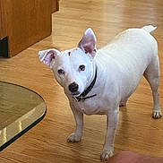 Jd joined the competition — help win amazing prizes! dog, white_dog, pet, floor, wooden_floor, collar, indoor, curious, standing, animal, canine, ears, tail, looking, domestic, companion, home, furniture, glass_table, human_knee