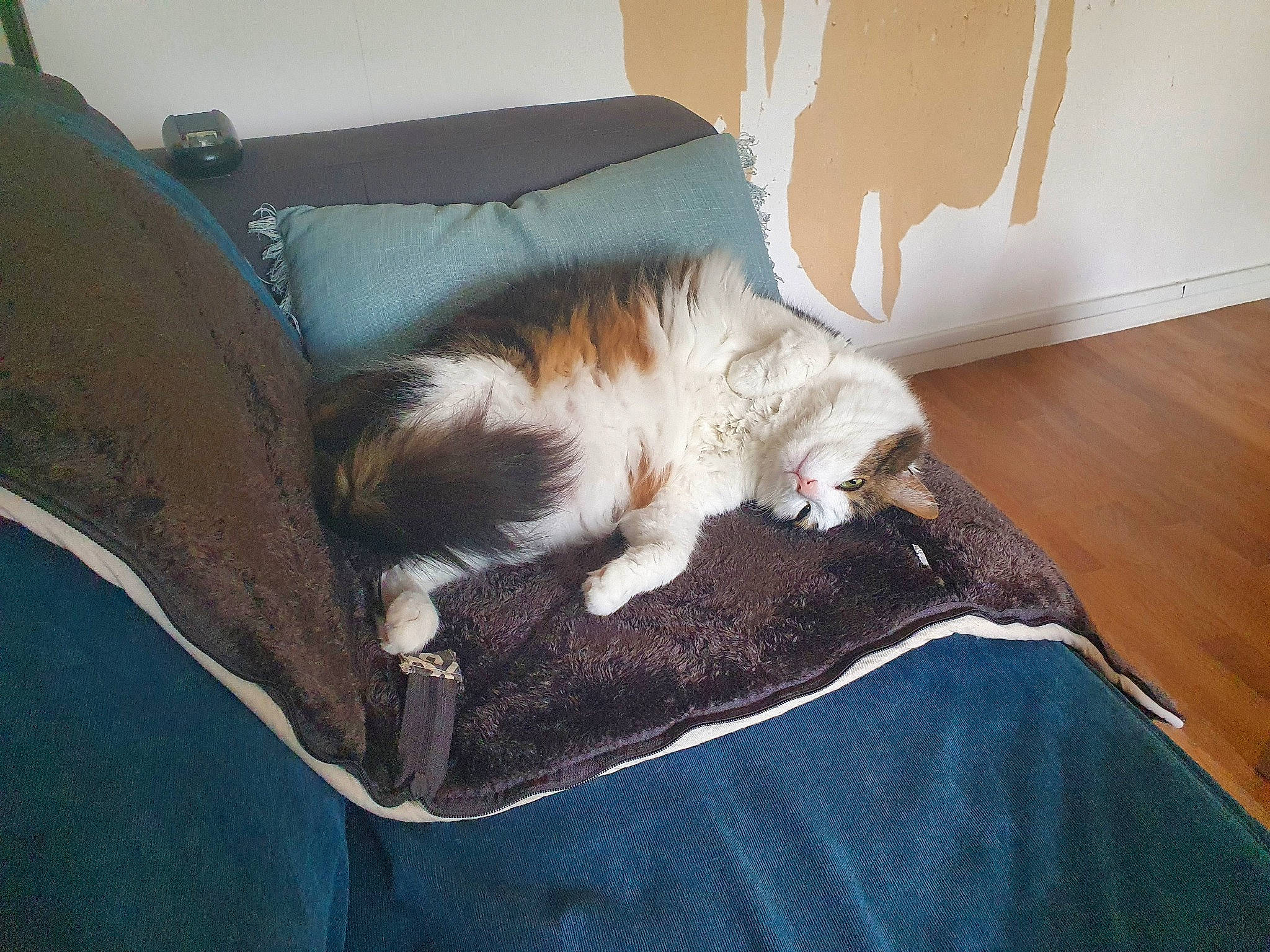 Poone participe au concours pour gagner de l'argent avec cette photo : brown, carnivore, cat, comfort, companion_dog, couch, domestic_short_haired_cat, fawn, felidae, flooring, fur, hardwood, human_leg, linens, paw, room, small_to_medium_sized_cats, tail, whiskers, wood