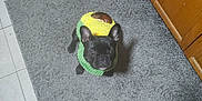 Blu is registered to the contest to win money with this photo: dog, costume, corn, black_dog, carpet, rug, kitchen, tile_floor, foot, sock, clogs, pet, looking_up, small_dog, indoor, wooden_cabinet, curious, floor_mat, domestic, animal