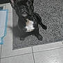Blu joined the competition — help win amazing prizes! dog, french_bulldog, black_dog, pet, indoor, carpet, tile_floor, white_chest, curious, looking_up, animal, companion, cute, small_dog, domestic, flooring, puppy, ears_up, sitting, canine
