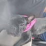 Blu is registered to the contest to win money with this photo: dog, french_bulldog, black_dog, bandana, pink_bandana, car_interior, armrest, person, sitting, can, soda_can, seat, window, pet, cute, looking, tongue_out, closeup, animal, companion