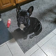 Blu joined the competition — help win amazing prizes! dog, french_bulldog, black_dog, pet, indoor, kitchen, floor, tile_floor, rug, wooden_cabinet, animal, canine, sitting, looking_up, curious, domestic, companion, household, small_dog, white_patch