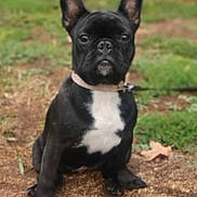 Blue is registered to the contest to win money with this photo: dog, french_bulldog, puppy, black_and_white, collar, sitting, outdoor, grass, dirt, leaf, pet, animal, cute, ears_up, young, canine, attention, nature, ground, portrait