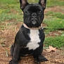 dog, french_bulldog, puppy, black_and_white, collar, sitting, outdoor, grass, dirt, leaf, pet, animal, cute, ears_up, young, canine, attention, nature, ground, portrait