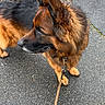 Narko participe au concours pour gagner de l'argent avec cette photo : german_shepherd, dog, leash, outdoor, pavement, grass, animal, pet, canine, walking, fur, brown, black, ears, side_view, nature, sidewalk, park, daylight, standing