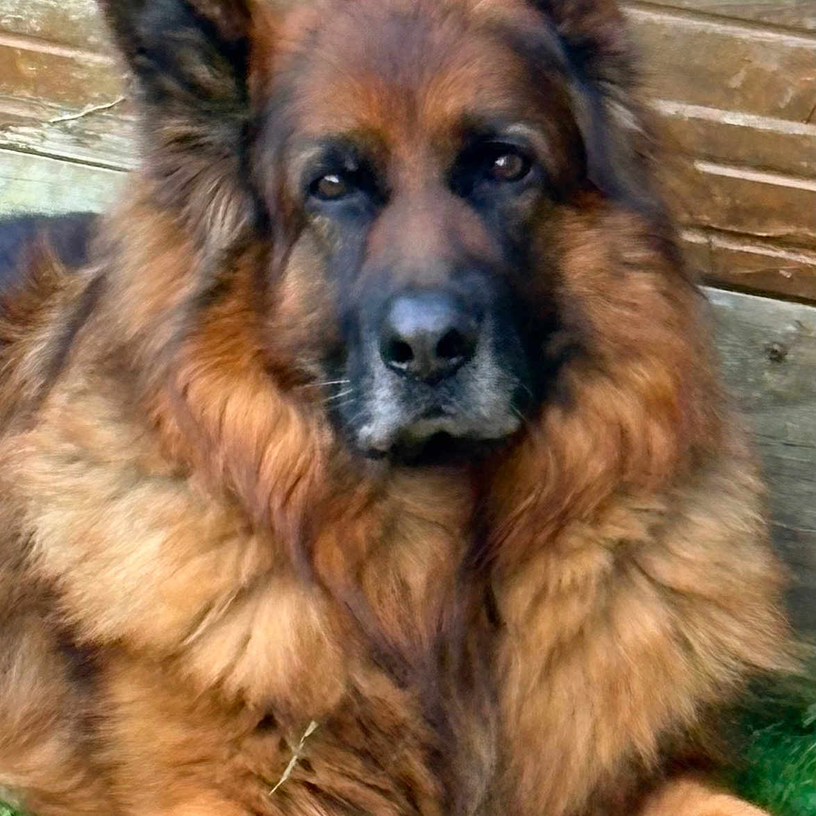 Narko