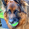 dog, german_shepherd, ball, pet, animal, fur, ears, mouth, outdoor, playful, closeup, brown_fur, black_fur, wooden_deck, plant_pot, green_plant, toy, canine, portrait, friendly