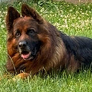 Narko participe au concours pour gagner de l'argent avec cette photo : animal, canine, dog, ears, eyes, flower, fur, german_shepherd, grass, greenery, meadow, muzzle, nature, outdoor, pet, portrait, relaxation, resting, summer, tongue