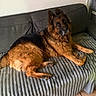 Narko participe au concours pour gagner de l'argent avec cette photo : animal, black, blanket, brown, canine, couch, dog, ears, floor, fur, german_shepherd, home, indoor, looking, paw, pet, portrait, relaxed, resting, tile