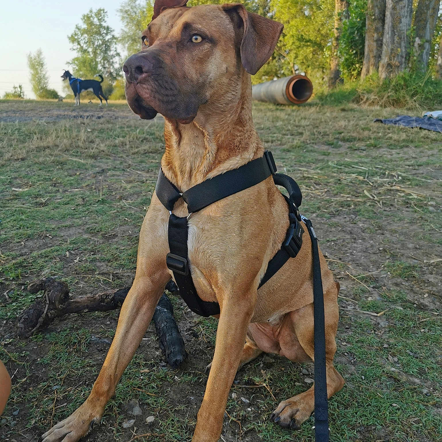 Ozzie