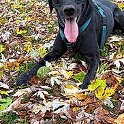 Linus joined the competition — help win amazing prizes! animal, autumn_leaves, black_dog, canine, close_up, collar, dog, fall, grass, happy, harness, leaf_litter, lying_down, nature, outdoor, pet, playful, seasonal, tennis_balls, tongue_out
