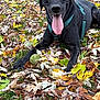 animal, autumn_leaves, black_dog, canine, close_up, collar, dog, fall, grass, happy, harness, leaf_litter, lying_down, nature, outdoor, pet, playful, seasonal, tennis_balls, tongue_out