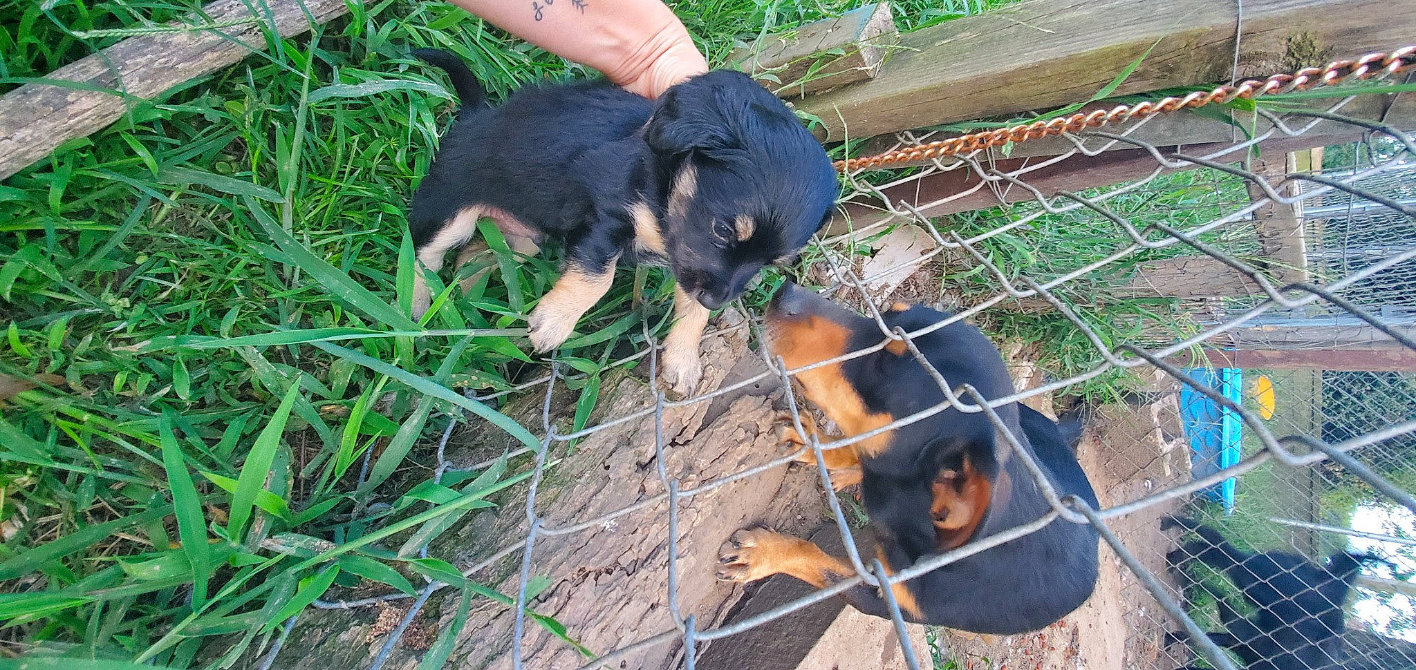 Fat Boy And Oreo joined the competition — help win amazing prizes! animal_shelter, canidae, carnivore, companion_dog, dog, dog_breed, fawn, fence, fur, grass, groundcover, mesh, plant, snout, soil, sporting_group, tail, terrestrial_animal, wire_fencing, working_animal