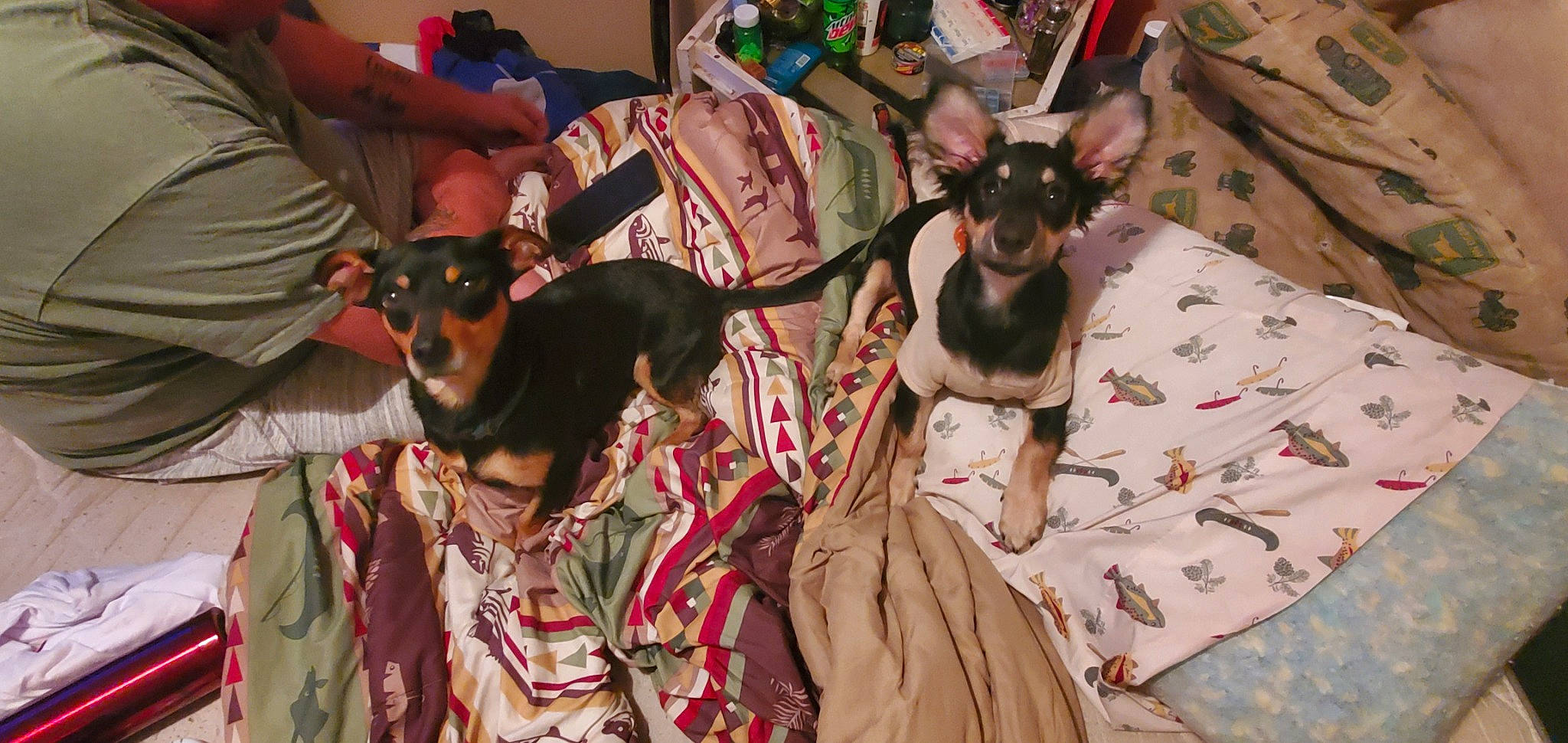 Fat Boy And Oreo joined the competition — help win amazing prizes! canidae, carnivore, collar, comfort, companion_dog, dog, dog_breed, dog_collar, dog_supply, event, fawn, pinscher, prazsky_krysarik, russkiy_toy, sharing, snout, sporting_group, toy_dog, whiskers, working_animal