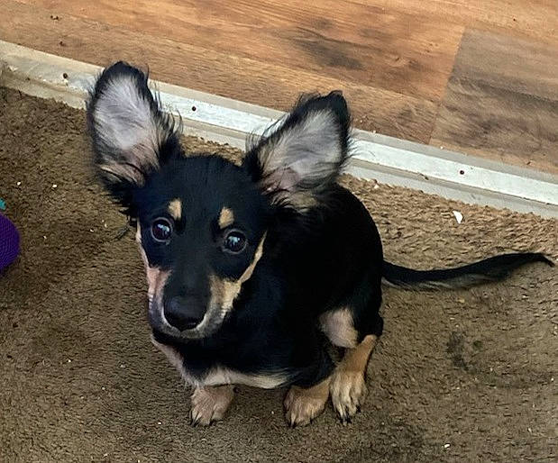 Fat Boy And Oreo joined the competition — help win amazing prizes! canidae, carnivore, companion_dog, dog, dog_breed, dog_supply, fur, hardwood, paw, plank, puppy, snout, sporting_group, terrestrial_animal, toy_dog, wood, wood_stain, working_animal, working_dog