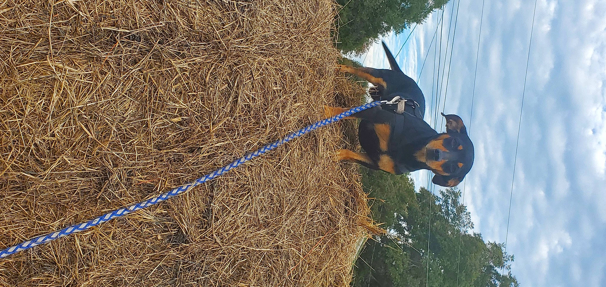 Fat Boy And Oreo is registered to the contest to win money with this photo: adventure, carnivore, collar, dog, dog_breed, electric_blue, fun, grass, hat, hay, people_in_nature, plant, recreation, rope, sky, soil, sporting_group, tree, trunk, twig