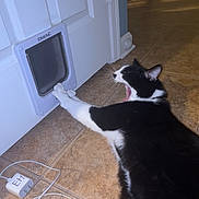 Oreo is registered to the contest to win money with this photo: cat, black_and_white_cat, yawning, cat_door, white_door, tile_floor, charger, electronic_device, paw, stretching, indoor, pet, animal, mouth_open, floor, cord, household, close_up, resting, fur