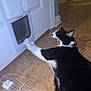 cat, black_and_white_cat, yawning, cat_door, white_door, tile_floor, charger, electronic_device, paw, stretching, indoor, pet, animal, mouth_open, floor, cord, household, close_up, resting, fur