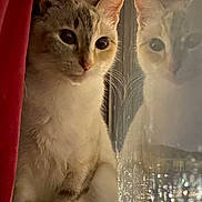 Mimi is registered to the contest to win money with this photo: animal, calm, cat, closeup, curtain, domestic, ears, eyes, feline, household, indoor, looking, mammal, pet, portrait, quiet, reflection, soft_light, whiskers, window