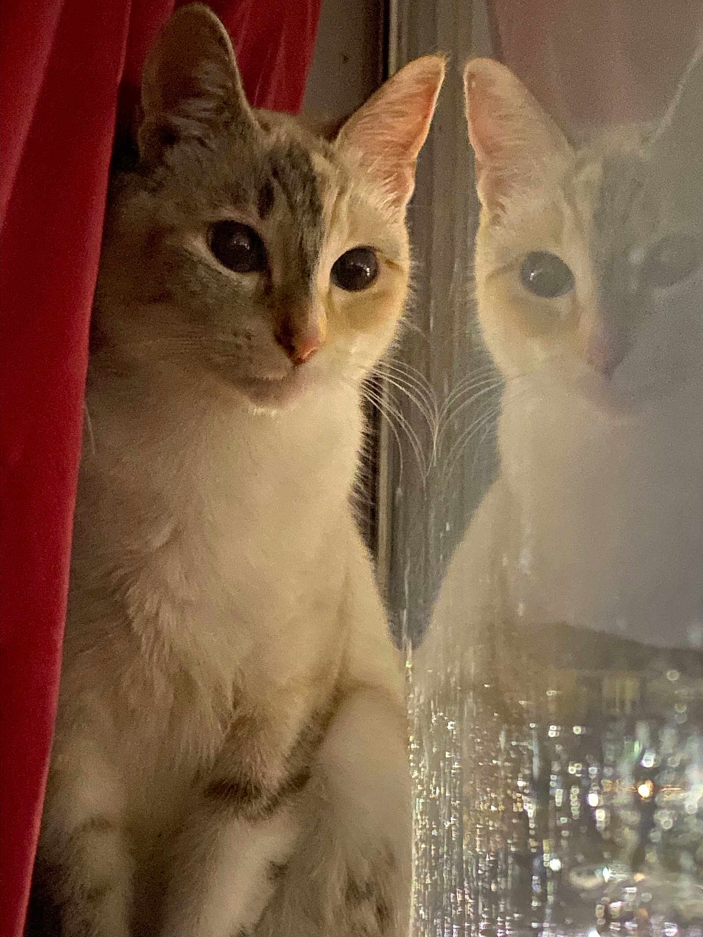 Mimi is registered to the contest to win money with this photo: animal, calm, cat, closeup, curtain, domestic, ears, eyes, feline, household, indoor, looking, mammal, pet, portrait, quiet, reflection, soft_light, whiskers, window